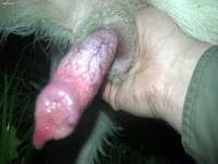 Zoo Sex Video - Bitch working a animal for cum